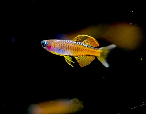 Red Neon Blue Eye Rainbow Fish 2-3cm