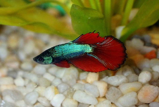 NORMAL BETTA FISH