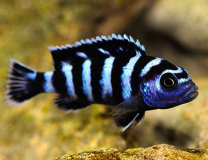 DEMASONI CICHLIDS 5-6cm