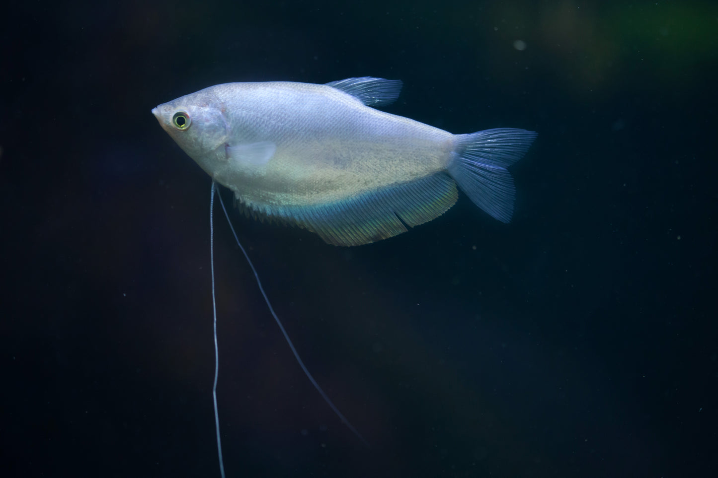 GOURAMI MIX 6cm