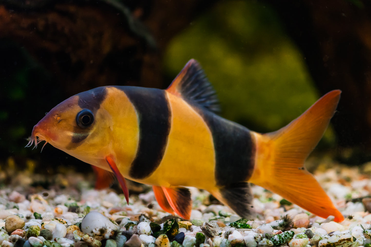 CLOWN LOACH 5.5cm-7cm