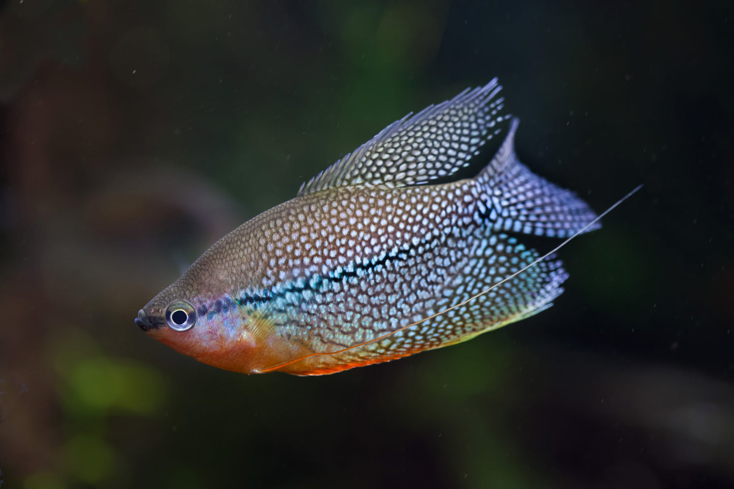 GOURAMI MIX 6cm