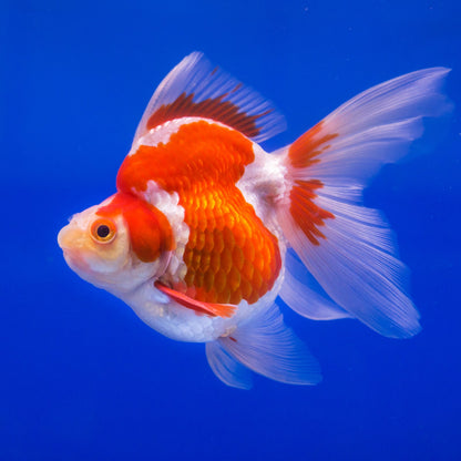 RYUKIN GOLDFISH