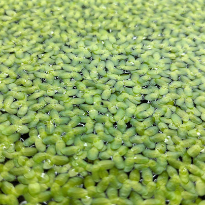 Duckweed Floating Plant