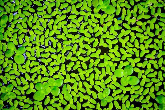 Duckweed Floating Plant