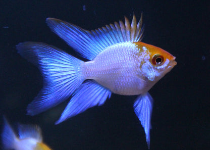 RAMIREZI FISH