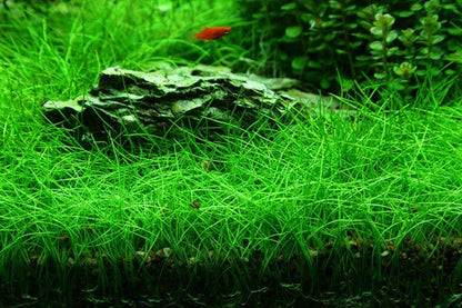 ELEOCHARIS MINI GRASS TISSUE CULTURE CUP PLANT