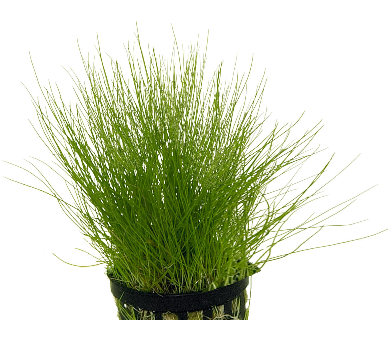 Eleocharis Acicularis Pot Plant