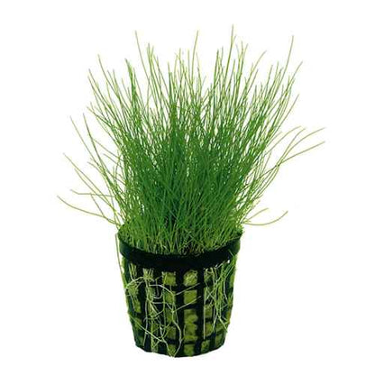 Eleocharis Acicularis Pot Plant