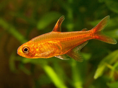 EMBER TETRA 2cm