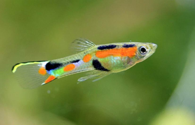 ENDLER GUPPY 2.5cm