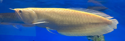 ALBINO AROWANA 18cm-20cm