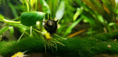 HORN SNAIL