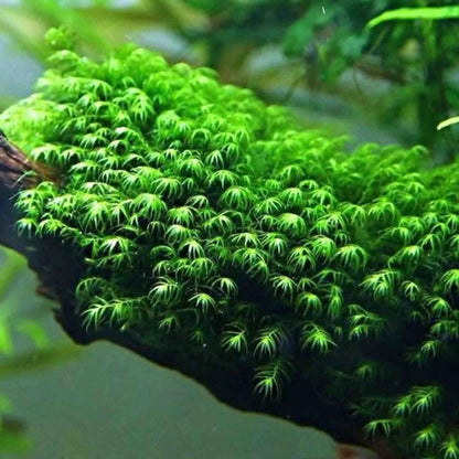 Fissidens Fontanus (Phoenix Moss)