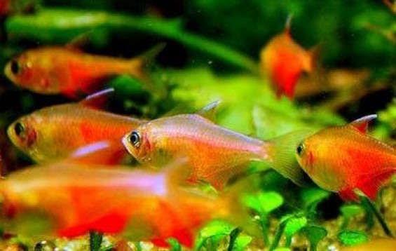 FLAME TETRA 2cm