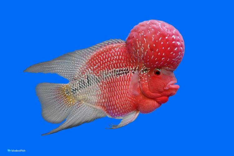 FLOWER HORN FISH 10-12cm