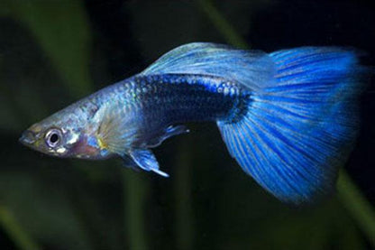 GUPPY FISH MIX MALE 3cm