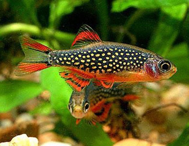 Galaxy Rasbora 1.5cm