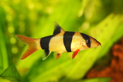 CLOWN LOACH 5.5cm-7cm