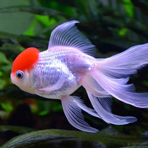 RED CAP ORANDA