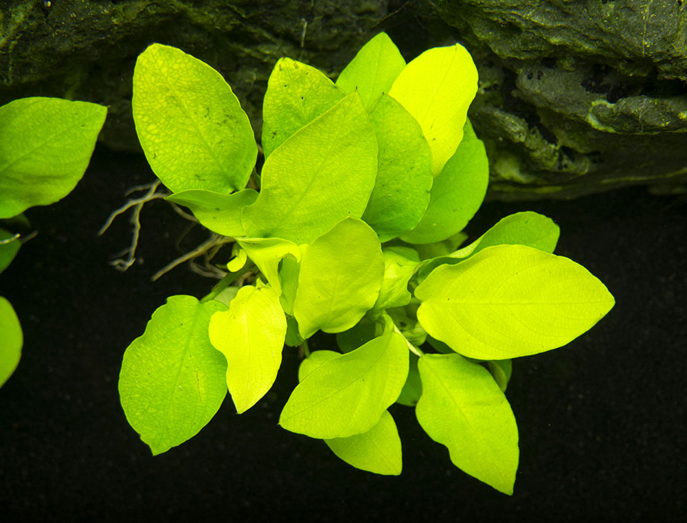 Anubias Gold Mini Pot Plant