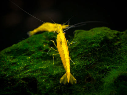 YELLOW GOLDLINE SHRIMPS 1.5cm