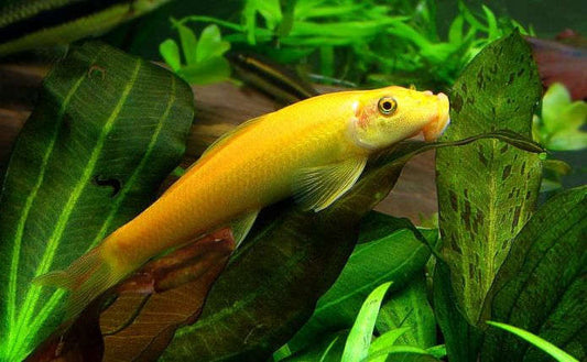 GOLDEN ALGAE EATER