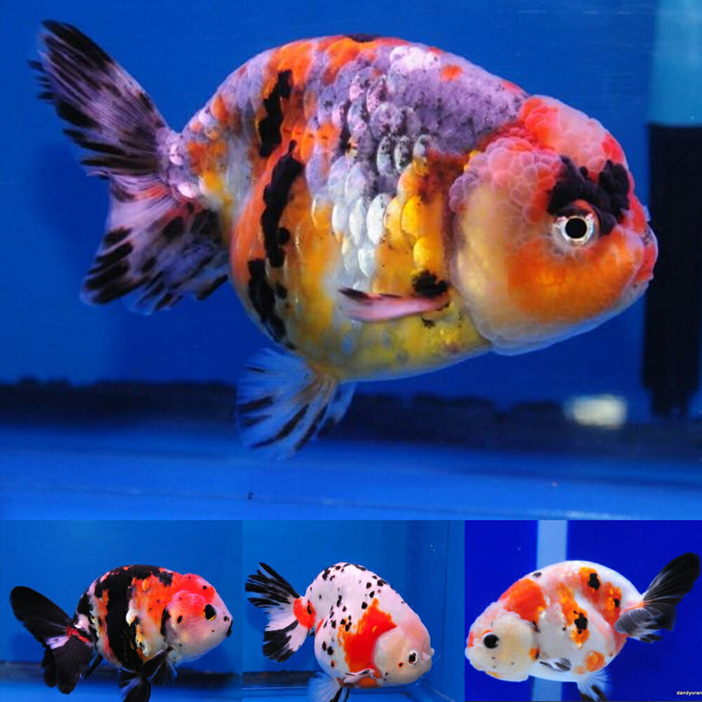 RANCHU GOLD MIX