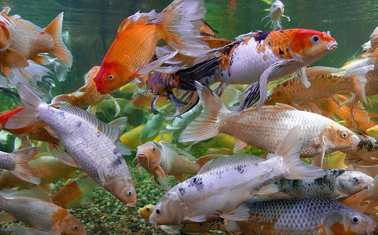 KOI CARP FISH MIX