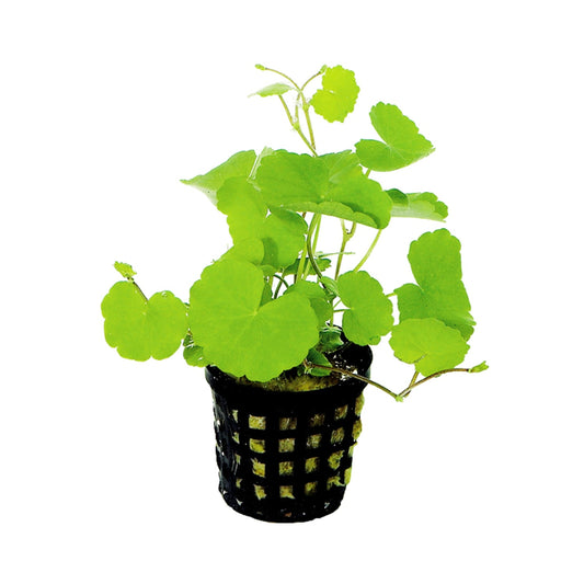 Hydrocotyle Leucocephala Pot Plant