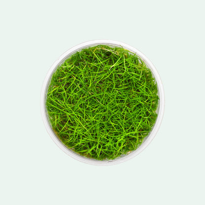 ELEOCHARIS MINI GRASS TISSUE CULTURE CUP PLANT