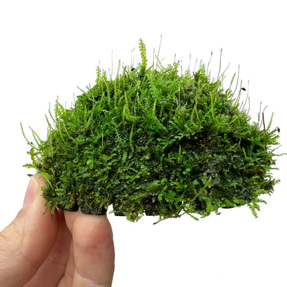 MOSS ON HALF COCONUT SHELL