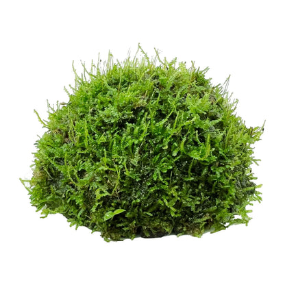 MOSS ON HALF COCONUT SHELL