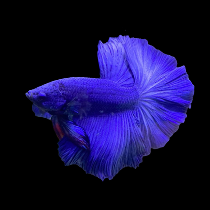 HALFMOON BLUE BETTA