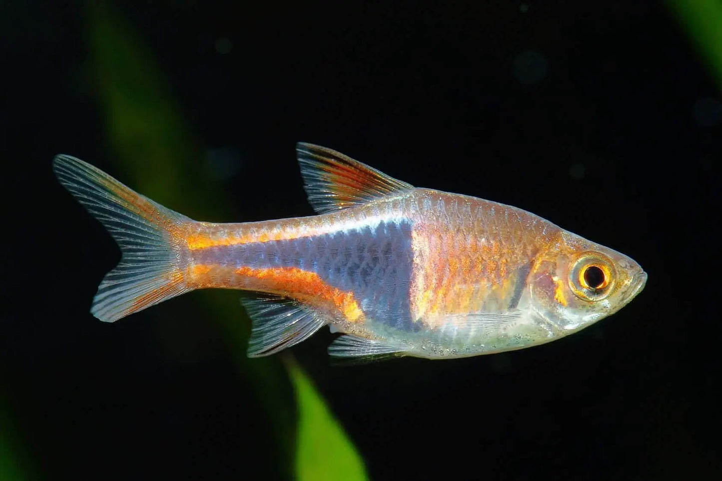 HARLEQUIN RASBORA 2cm