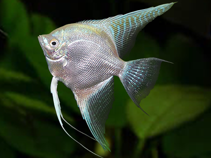 ANGEL FISH MIX