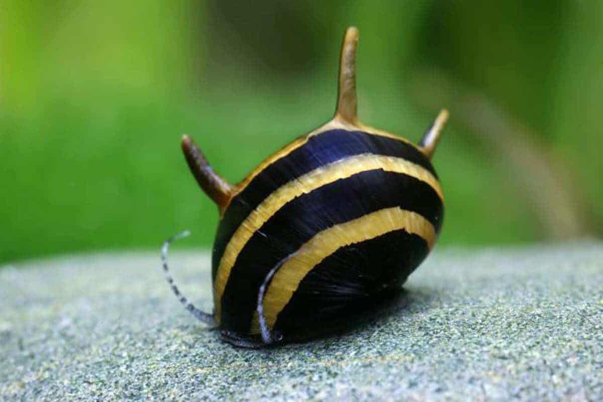 HORN SNAIL