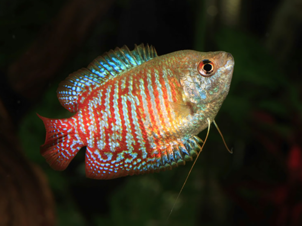 DWARF GOURAMI MIX 4-5cm