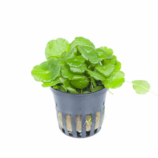 Hydrocotyle Verticillata Pot Plant