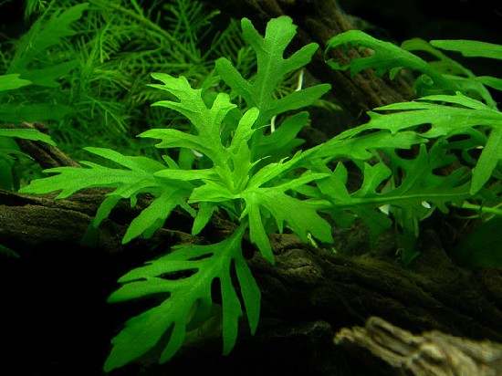 HYGROPHILA DIFFORMIS POT PLANT