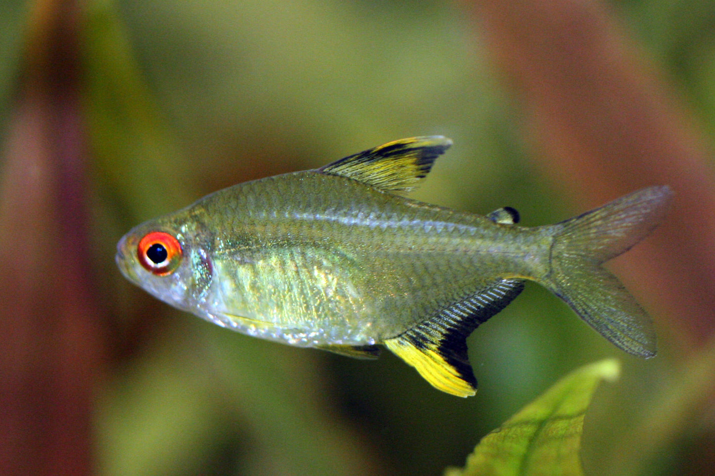 LEMON TETRA 3.5cm