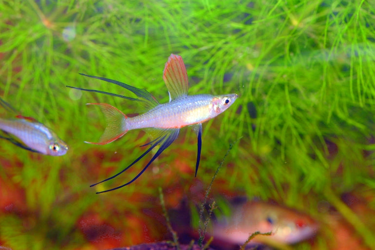 THREADFIN RAINBOW FISH