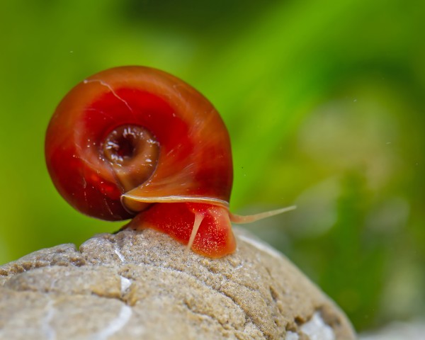 RAMSHORN SNAIL