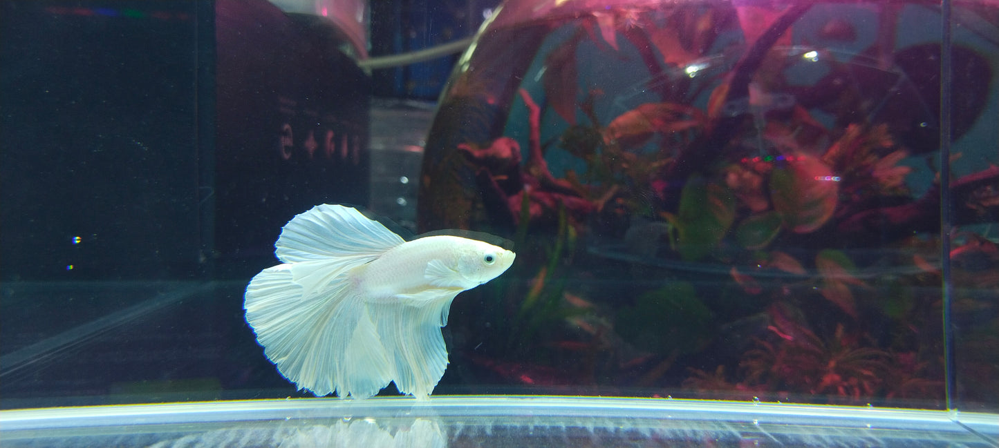 HALFMOON WHITE BETTA