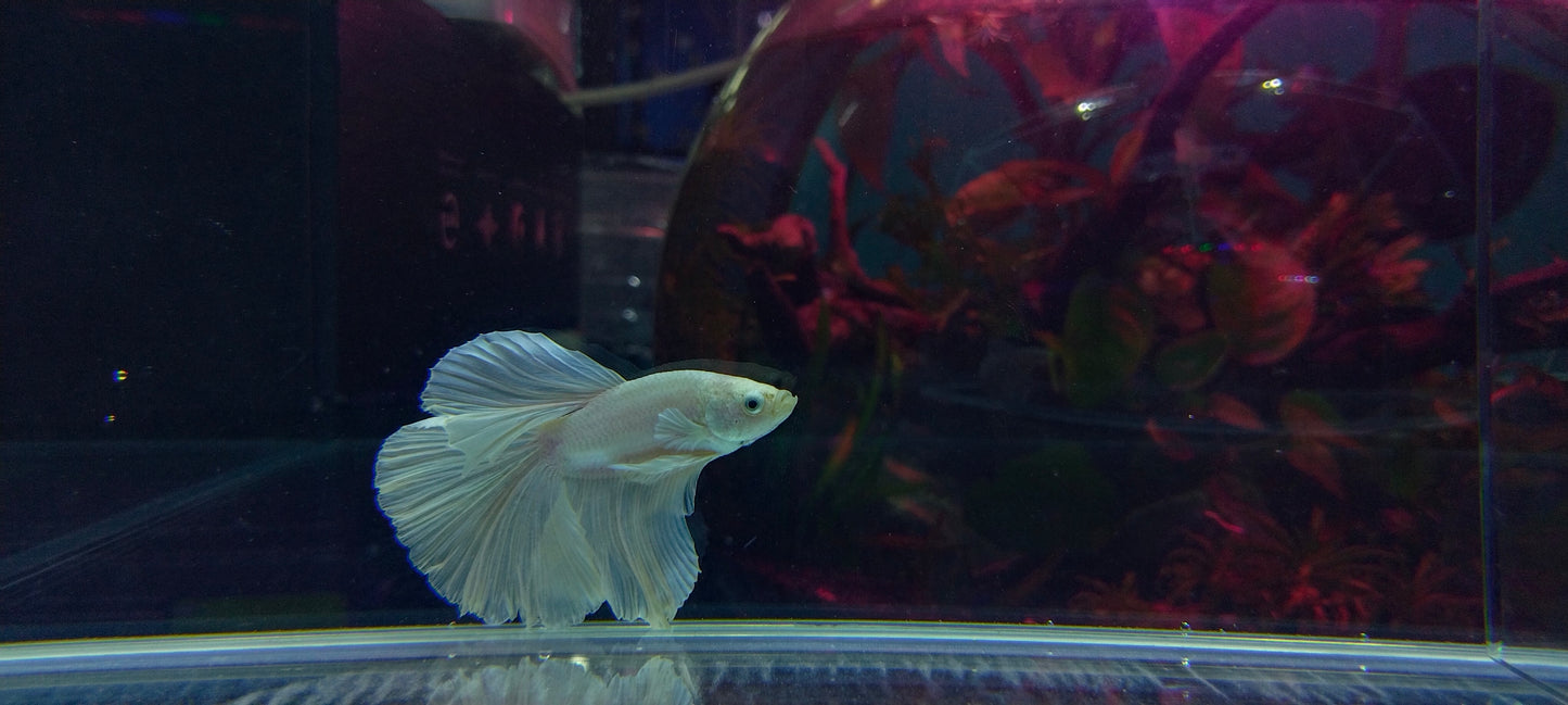 HALFMOON WHITE BETTA