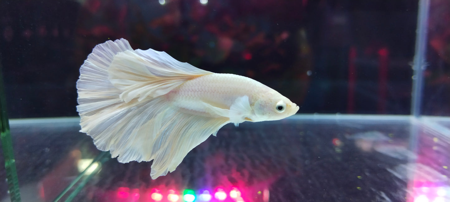 HALFMOON WHITE BETTA