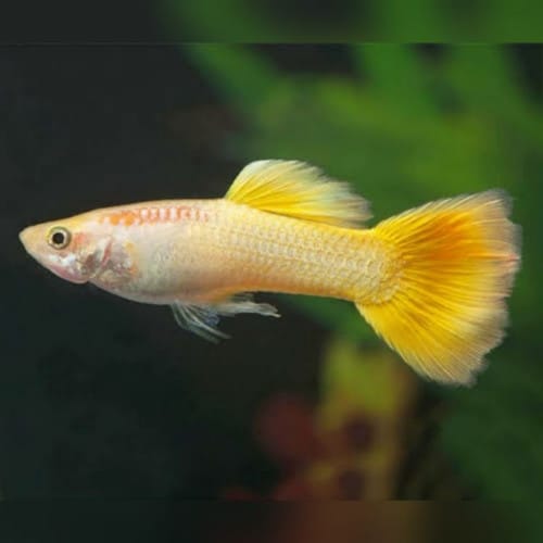 GUPPY FISH MIX MALE 3cm