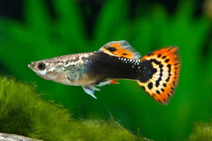 GUPPY FISH MIX MALE 3cm