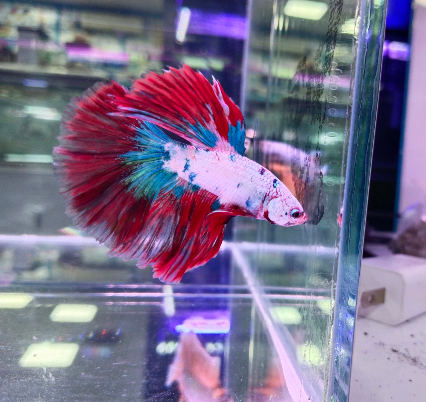 HALFMOON KOI FANCY BETTA