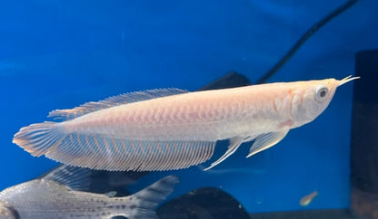 ALBINO AROWANA 18cm-20cm